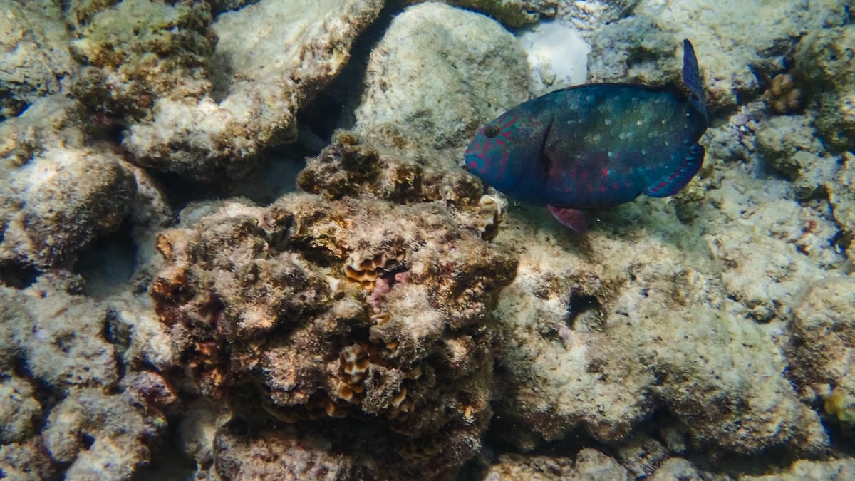 身上深深淺淺的藍魚