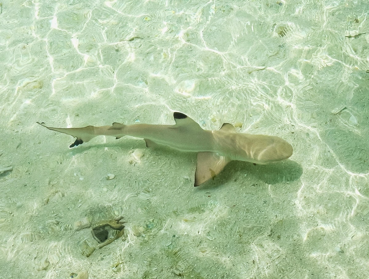 baby shark-2.JPG