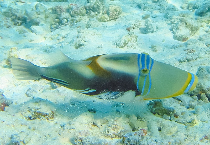 Picasso_triggerfish.JPG