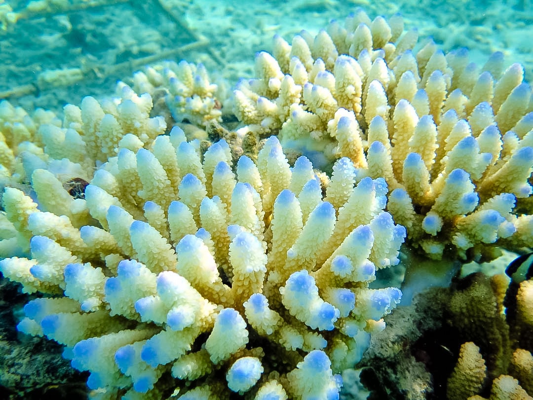Acropora-digitifera-species-coral-bleaching-Marine-Savers-Maldives.JPG
