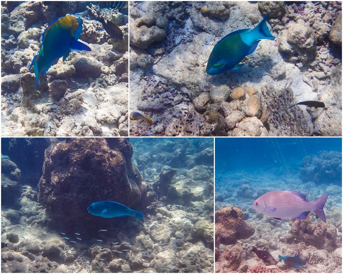 Fish_3.jpg