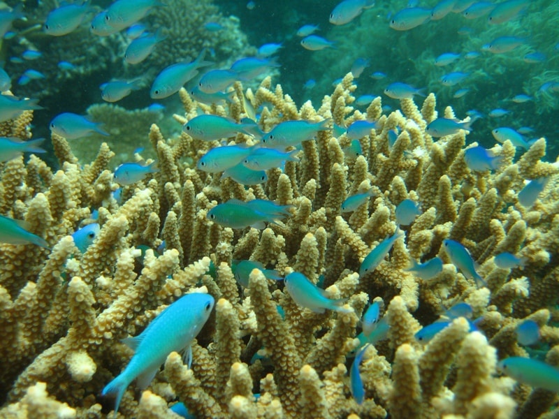 blue-green-chromis-chromis-viridis-damselfishes-pomacentridae_34344.jpg